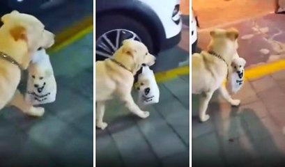 Yavrusunu Plastik Poşette Taşıyan Köpek