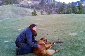 Ce golden retriever se transforme en gamin mal élevé lorsque vient l'heure de quitter le parc.