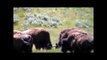 American bison fighting at Yellowstone National Park