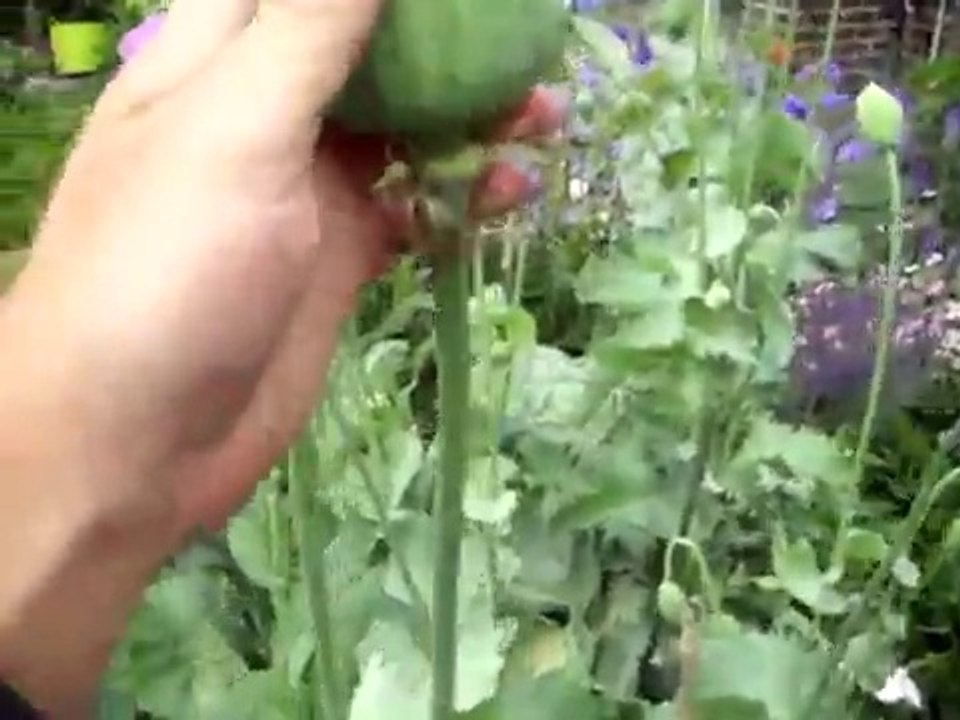 PAPAVER SOMNIFERUM OPIUM POPPY GROWING Poppies from Seed to Pod