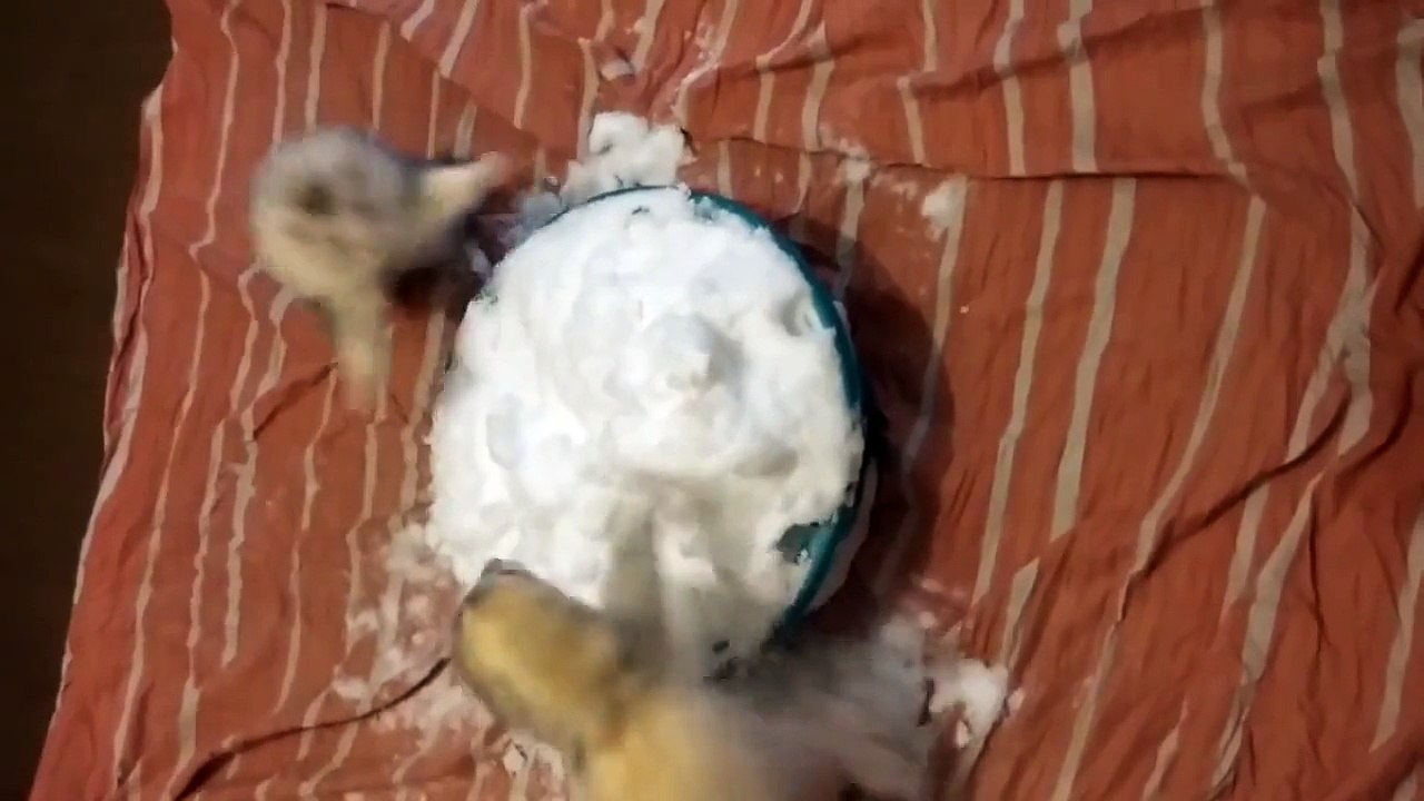 Два хорька и тазик снега