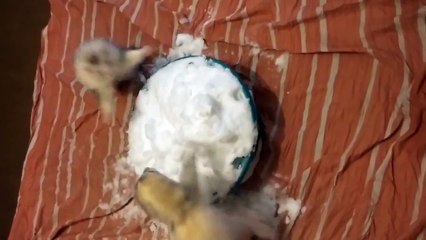 Два хорька и тазик снега