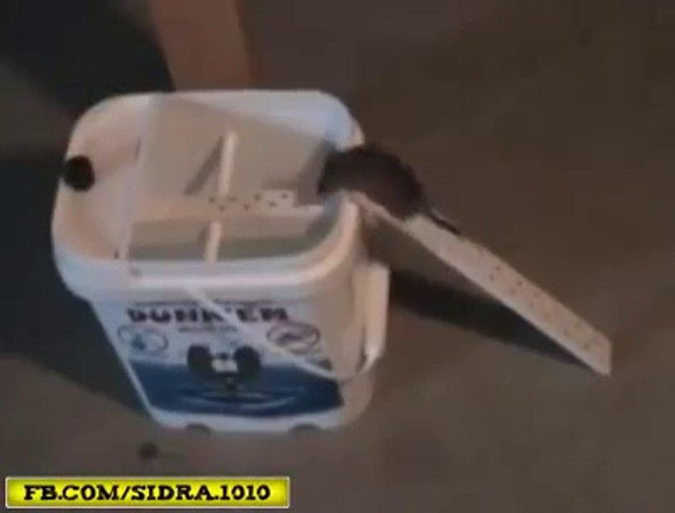 How To Trap A Rat