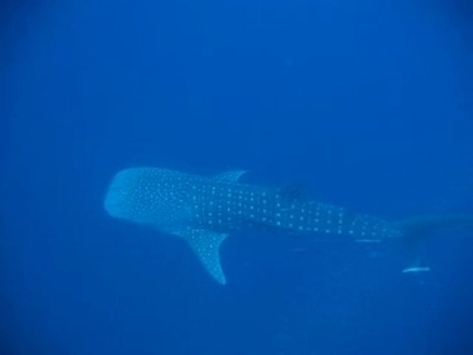 Requin baleine