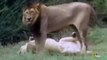 Lions Documentary - REAL CONFRONTATION: Lions vs Hyenas National Geographic