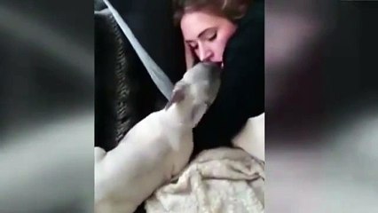 Uyuyan Kızı Öpmelere Doyamayan Köpek