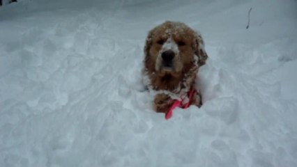 Dogs Playing In Winter