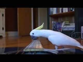Perroquet joue guitare