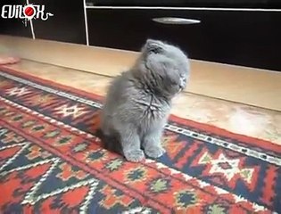 Buzz : Ce mignon chaton dort debout !