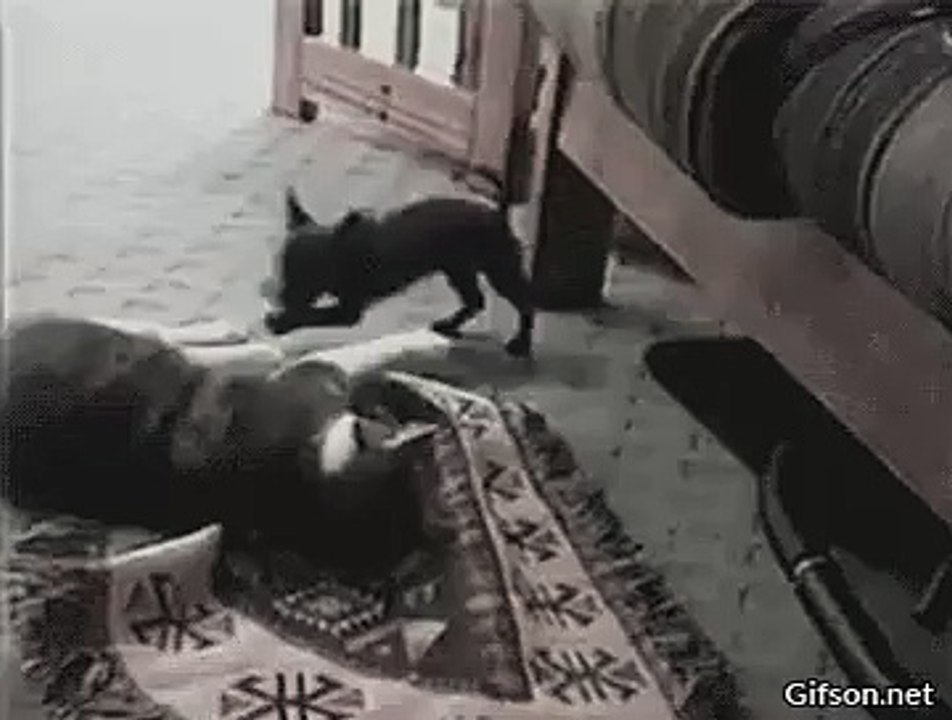 Tricked by a tiny Dog