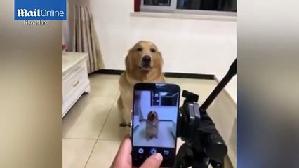 Le chien qui sourit sur commande au moment de prendre des photos
