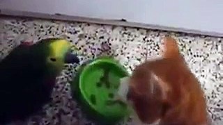 pet parrot with a cat,funny clip