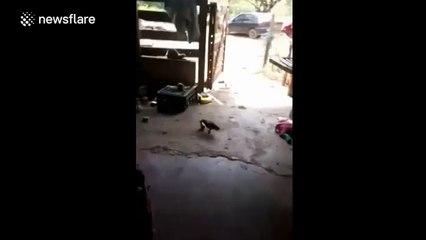 Brave chick stands up to its mother hen