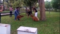 Pit Bull (Bully) Super Funny Dog Fighting [Must Watch]