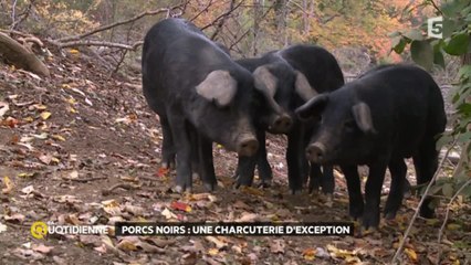 Porcs noirs: une charcuterie d’exception