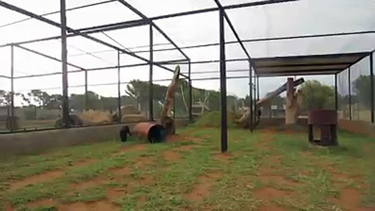 The big cat