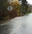 Salmon crossing the road