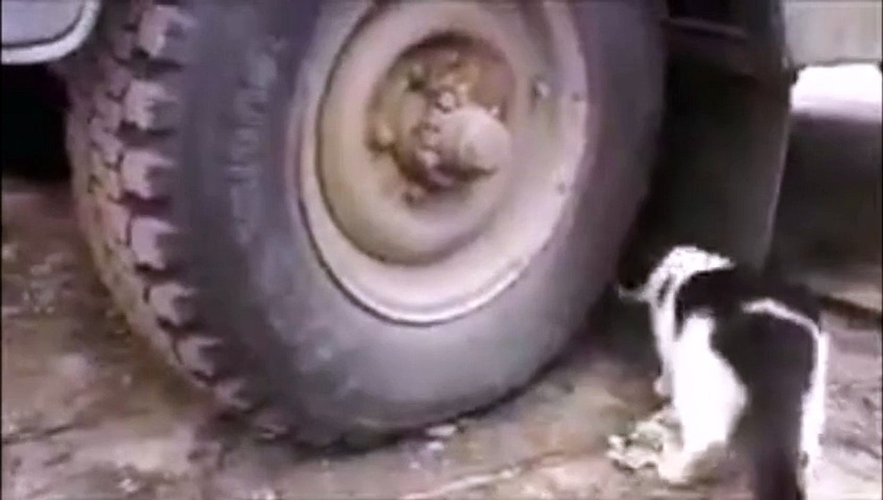 Cat and Mouse
