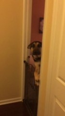 Ce chien se remet en cage quand son maitre rentre du boulot... Grillé