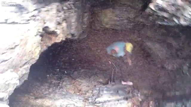 Un homme attaqué par des milliers d'insectes volants en Australie.