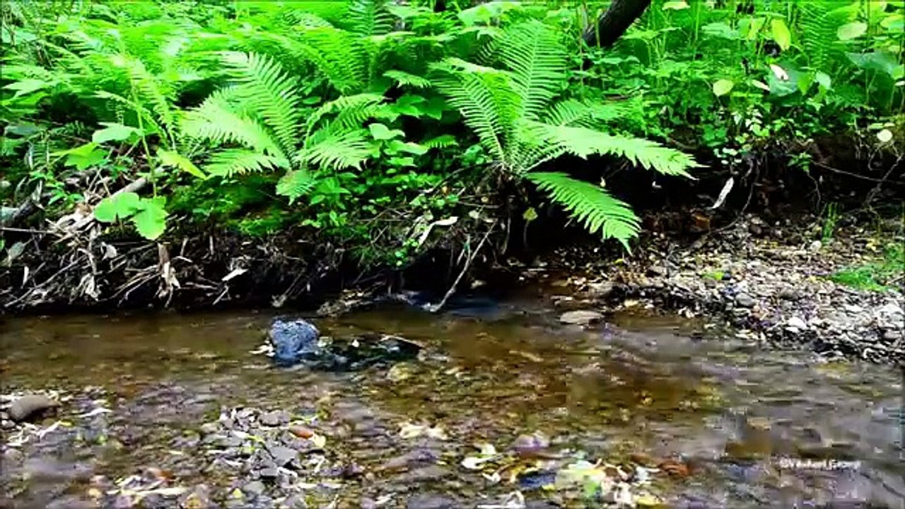 【The Best Relaxing sounds】River and Birds song in Nature vol,3