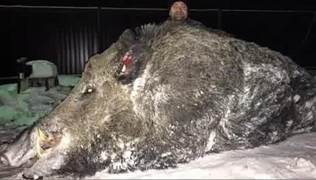 На Урале был убит гигантский кабан весом полтонны.