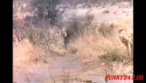 Animal Fighting  ★ Lion Fighting Hyenas To Die ★ WHO Win