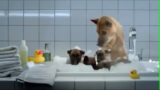 Une chienne qui s'occupe de ses chiots comme une maman