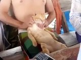 Masaj keyfi yapan kedi