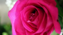 Swedish Researchers Have Created Electronic Roses