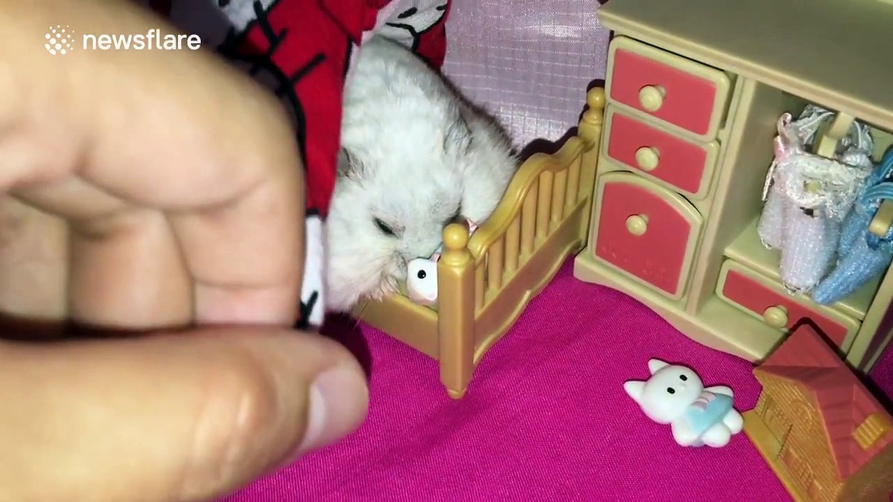Tucking a hamster into a tiny human bed is incredibly cute