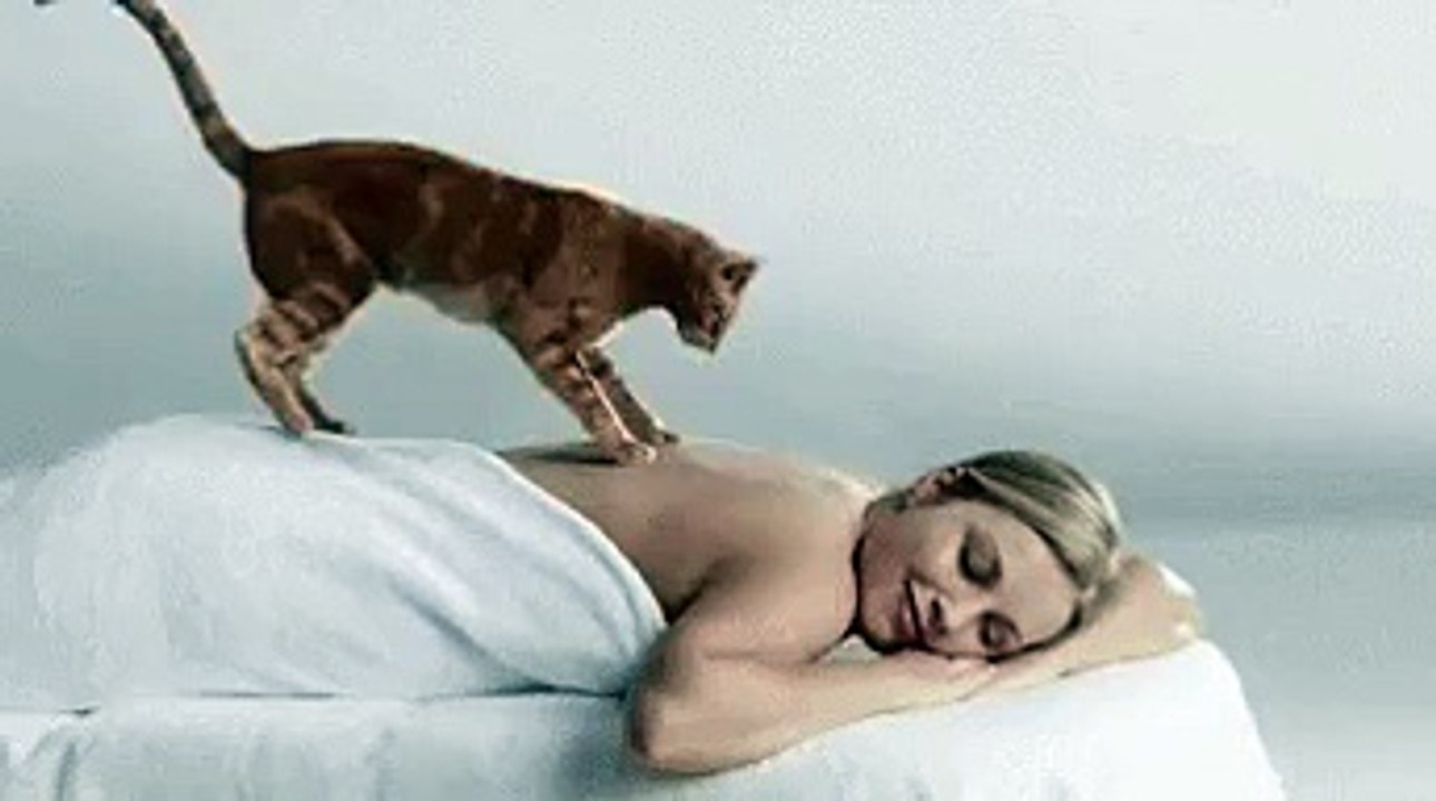 Funny cat massage video 2025