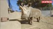 Il ne reste plus que trois rhinocéros blancs du Nord vivants