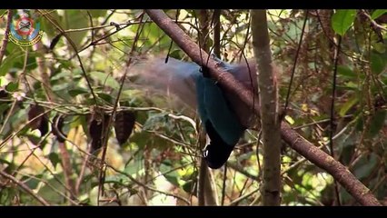 ایسے پرندے آپ نے پہلے کبھی نہیں دیکھے ہو نگے۔