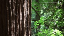 Redwood Forest HD Nature Relaxation Video Just Nature Sounds 1080p HD