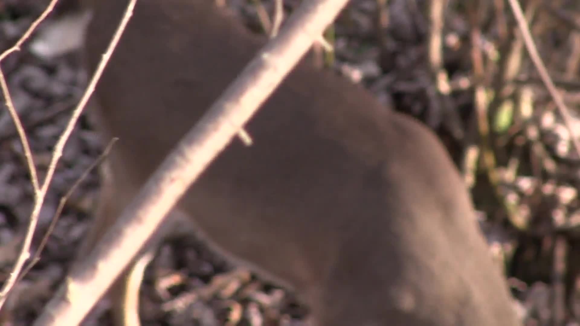 Sanctuaries: The Key to Hunting Mature Deer