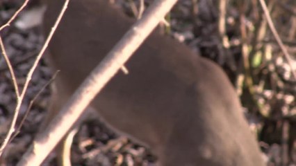 Sanctuaries: The Key to Hunting Mature Deer