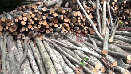 Report TV - Arrestohet drejtori i policisë pyjore Fushëkrujë, Artur Baku