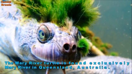 10 Weird and Wonderful Turtle and Tortoise Species Animals World