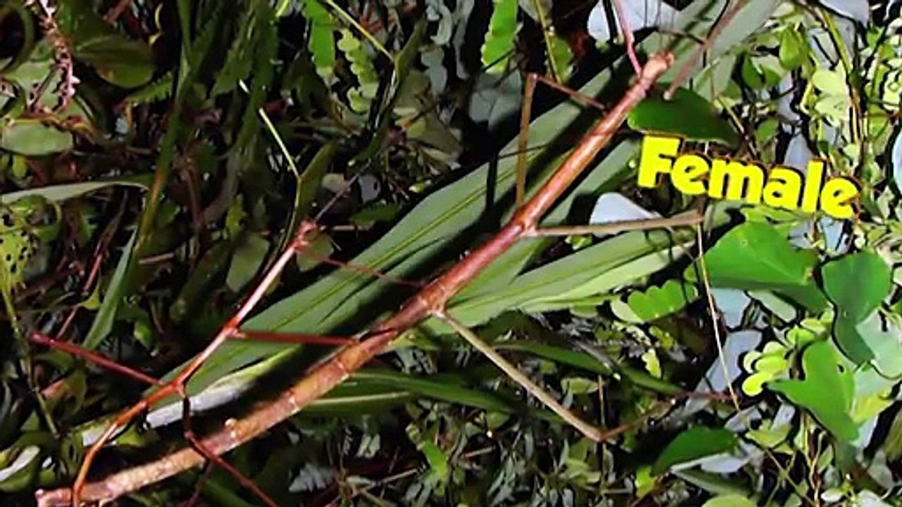 LONGEST INSECT EVER DISCOVERED
