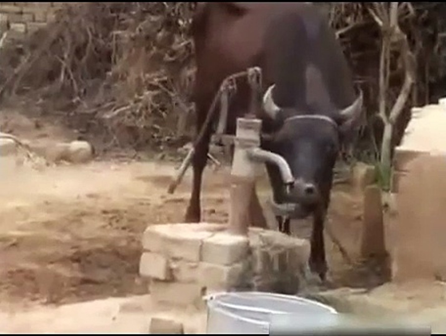 ⁣Smartest cow. Clever cow