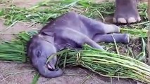 Elephant calf feeding. Funny elephant