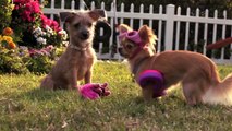 Beverly Hills Chihuahua 3 Trailer 2012