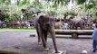 Elephants have fun. Funny elephants and elephants