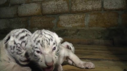 Bengal tiger cubs