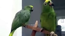Funny duo parrots. Funny parrots sing