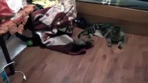 Funny ferret loves Maine Coon. Weasel friends with maine coon cat