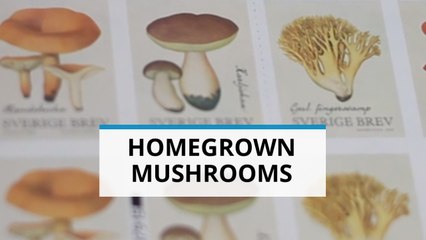 Looking for a hobby? Try growing mushrooms
