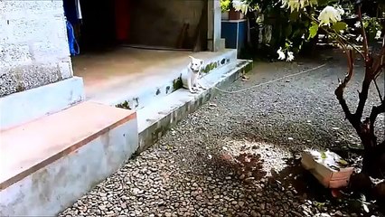 Cão culpado. Cão engraçado culposamente