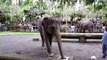 Elefantes se divertir. Elefantes engraçados e elefantes